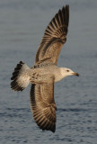 Caspian Gull 1e winter 6