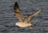 Caspian Gull 1e winter 7