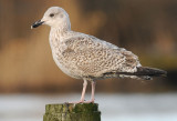 zilver-2e-winter.jpg