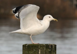 Caspian Gull 4e winter 15