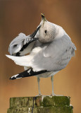 stormmeeuw-poetsend-3.jpg