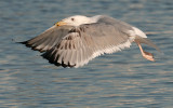 Caspian Gull 3e winter 1