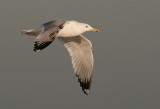 Caspian Gull 3e winter 2
