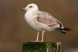 Caspian Gull 1e winter 12