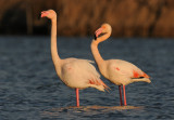 euro-flamingo-6.jpg