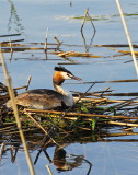 Great Grested Grebe