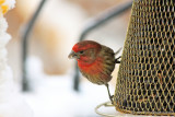 House Finch