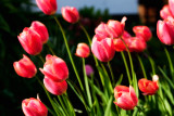 Tulips in the rain