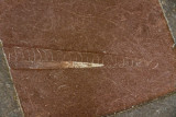 Fossils in the floor