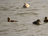 Common (left) and King (right) Eider females