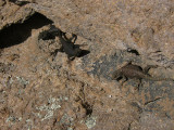 Yarrows Spiny Lizard (Chiricahua)