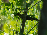 P1090769a.jpg