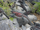 Marine Iguana