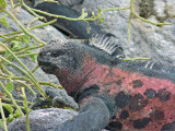 Marine Iguana