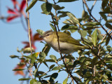 Red-eyed Vireo