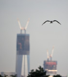 Forsters Tern and One World Trade Center (Freedom Tower)