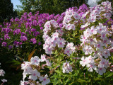 DSC09022.JPG