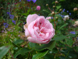 DSC09180 Märchenfee.JPG