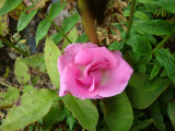 DSC09236 Zéphirine Drouhin.JPG