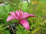 DSC09265.JPG