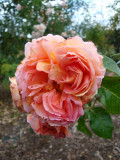 DSC09384 Abraham Darby.JPG