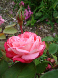 DSC09404 Comtesse Isabell.JPG