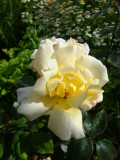 DSC09559 Highfield.JPG