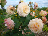 DSC09569 Galaxy.JPG