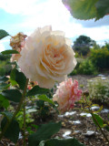 DSC09579 Galaxy.JPG