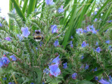DSC09607.JPG