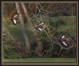 Whistling ducks on the wing