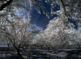 In the orchard