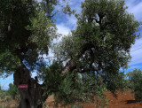 Ostuni - Italy - The country