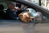 Mens best friend 