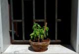 Basil