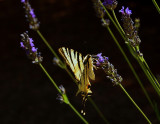 Lavender