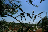 30-P1250251.JPG