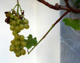 Grapes