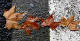 Leaves on the street