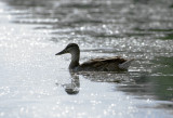 Looks like female Mallard: (Anas platyrhynchos)