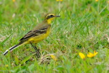 May 13  Yellow Wagtail