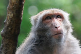 May 29  A monkeys uncle...