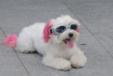 Jun 11  In the pink...