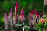 Oct 29 Blazing Star Fractalius