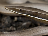 Burtons Legless Lizard, Lialis burtonis