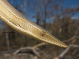 Burtons Legless Lizard, Lialis burtonis