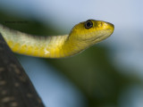 Common Tree Snake, Dendrelaphis punctulata