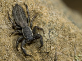 Salticid_7703.jpg