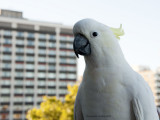 Urban Cockatoo.jpg