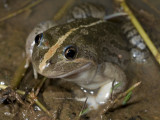 Limnodynastes fletcheri, Male